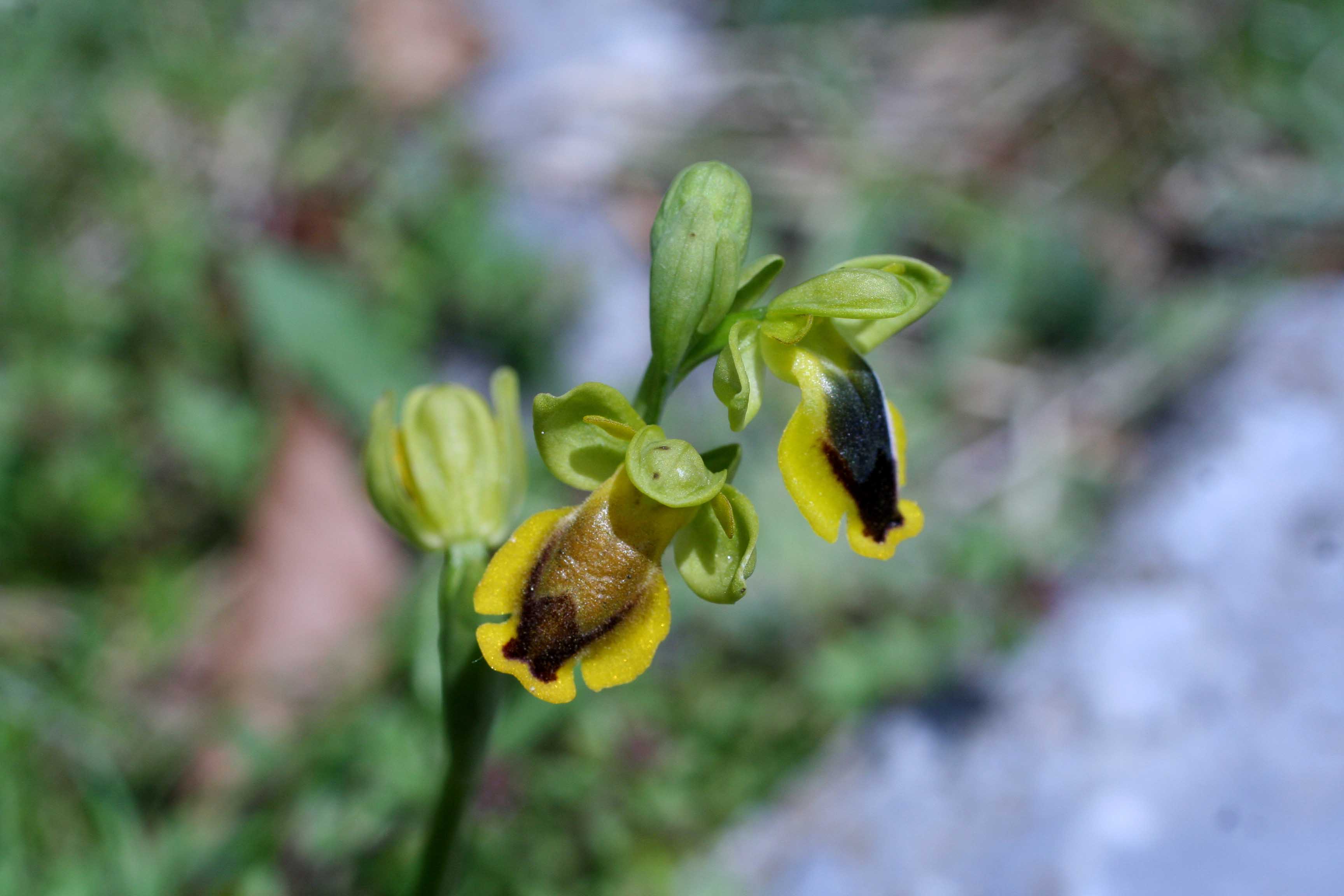 Orchidea gialla